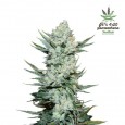 Tangie’Matic - FastBuds